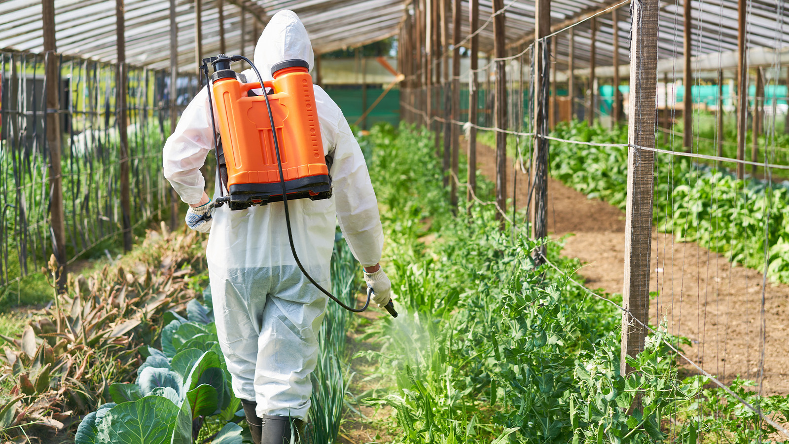 Emek yerine zehirle müdahale! Pestisitin sebebi iş gücü açığı mı?