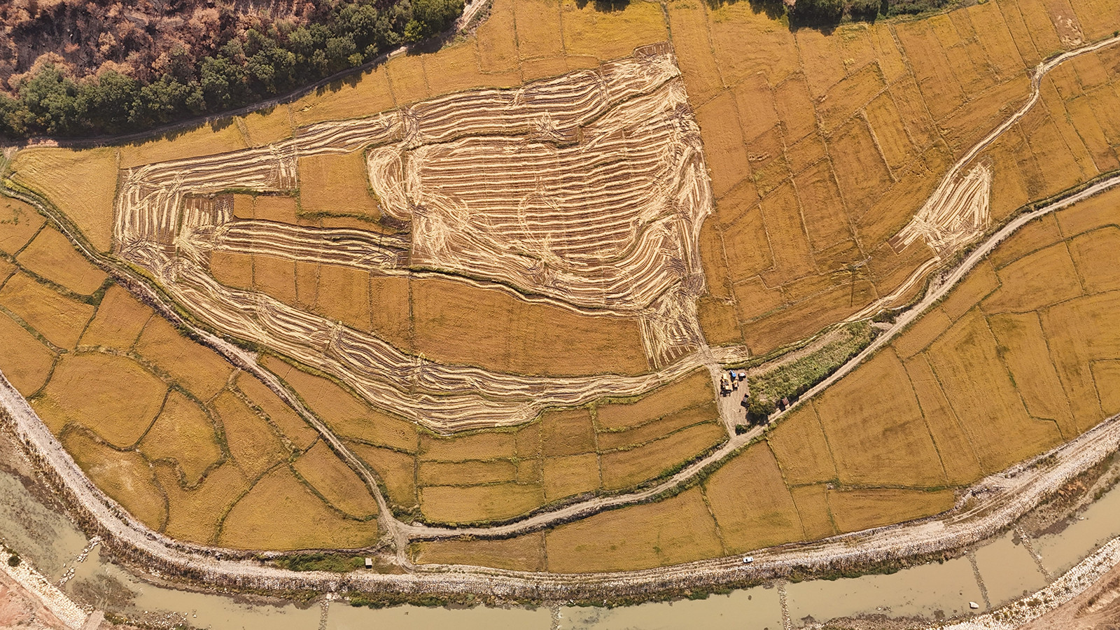 Karabük’ün beyaz altınında hasat zamanı: Verimlilik yüzde 40 düştü Karabük’ün beyaz altınında hasat zamanı: Verimlilik yüzde 40 düştü