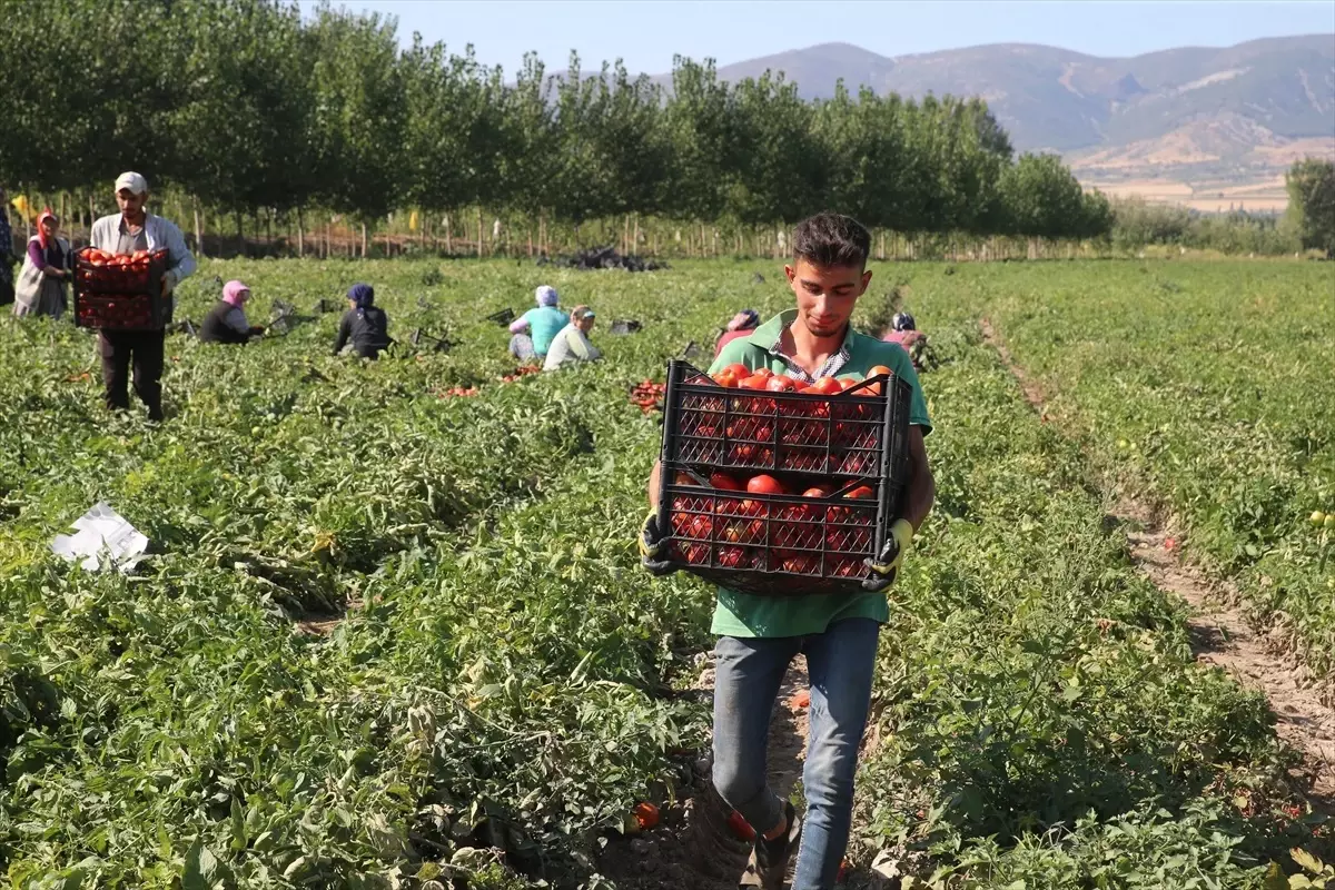 Tokat’ta Domates Hasadı Devam Ediyor: Fiyatlar Artış Gösterdi Tokat’ta Domates Hasadı Devam Ediyor: Fiyatlar Artış Gösterdi