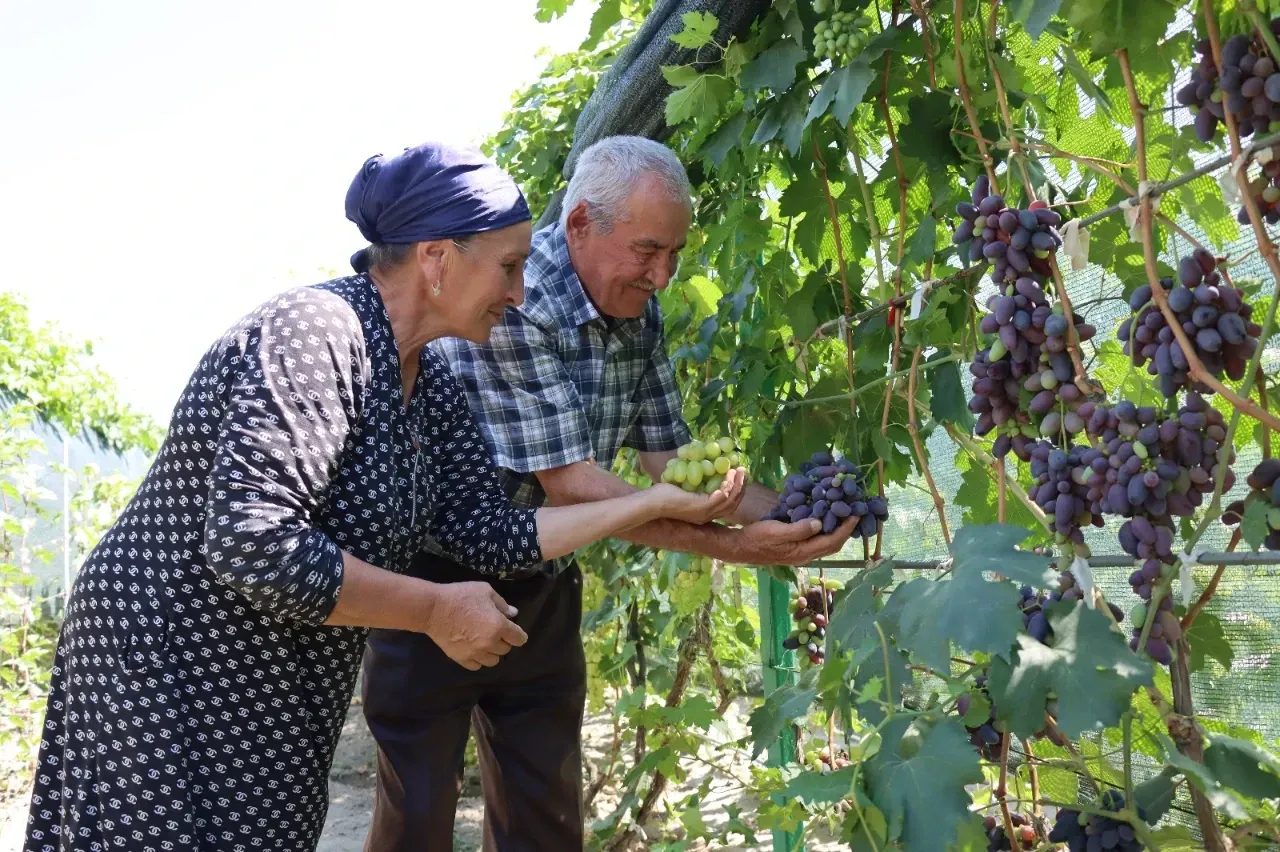 AİLE & YAŞAMŞarapta kullanılamayan sofralık üzüm! Kalbe iyi geliyor, şeker yok! Cildi pürüzsüz hale getiriyor! Haberi okurken bir hususa dikkat!