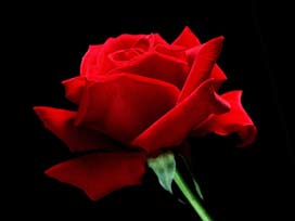 Peygamber sevgisi salona sığmadı Peygamber sevgisi salona sığmadı