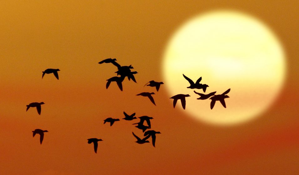 Rabbimizin Mucizesi  Göçmen Kuşlar