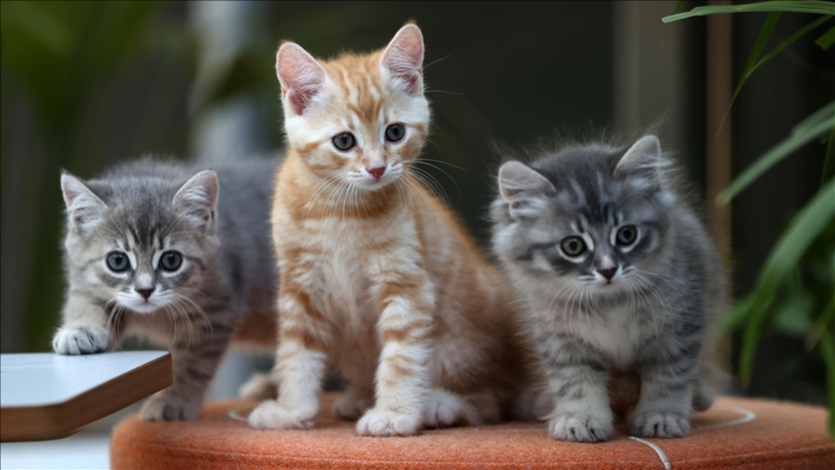 Kediniz boşluğa bakıyorsa dikkat: Sebebi bu hastalık olabilir Kediniz boşluğa bakıyorsa dikkat: Sebebi bu hastalık olabilir