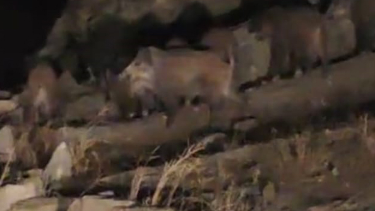 Van’da yaban domuzu sürüsü kırsal mahalleye indi Van’da yaban domuzu sürüsü kırsal mahalleye indi