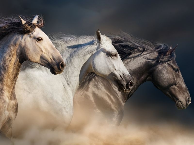 At eti haram mı, helal mi? Diyanet ve mezheplere göre cevap