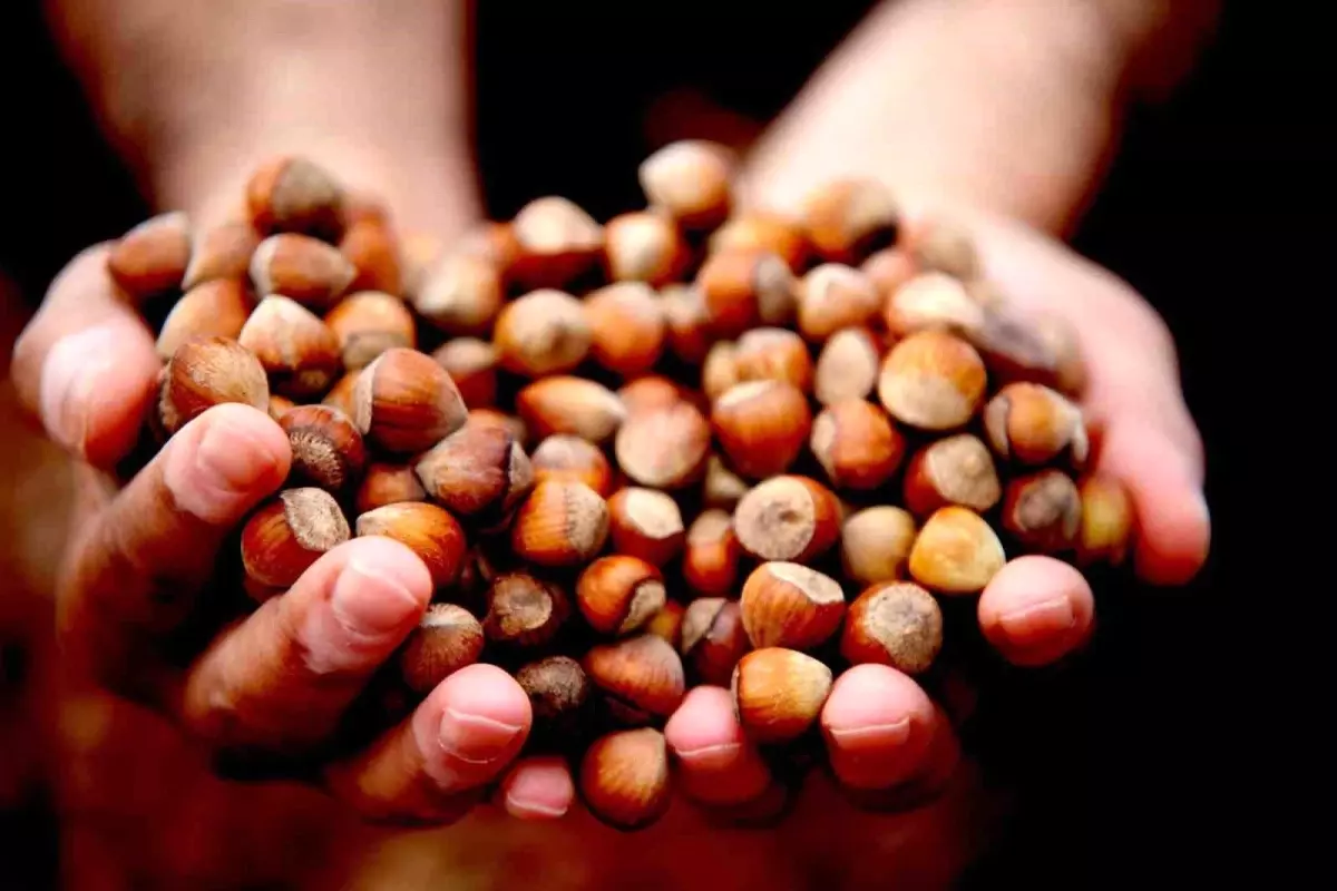 Düzce’den AB Ülkelerine Fındık İhracatı 15 Bin Tona Ulaştı Düzce’den AB Ülkelerine Fındık İhracatı 15 Bin Tona Ulaştı