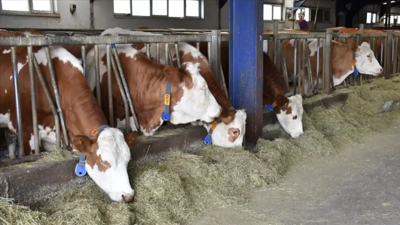 Samsun’da Şap Karantinası Uygulaması Başlatıldı Samsun’da Şap Karantinası Uygulaması Başlatıldı