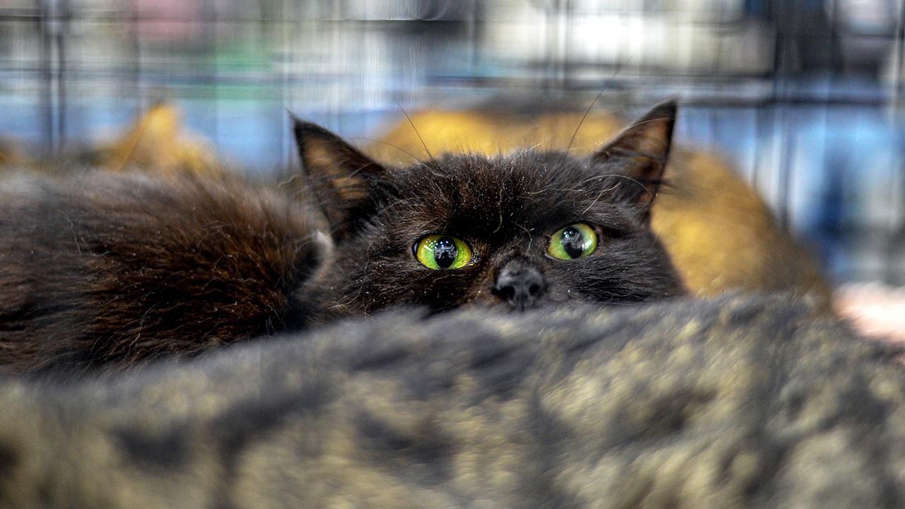 Cadılar Bayramı’nda Siyah Kedi Sahiplenme Yasağı Getirildi Cadılar Bayramı’nda Siyah Kedi Sahiplenme Yasağı Getirildi