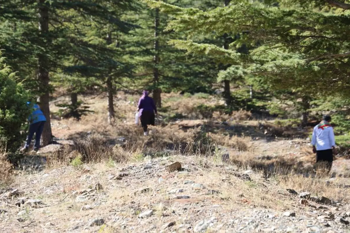 Beyaz Altın Olarak Adlandırılan Sedir Mantarında Hasat Beyaz Altın Olarak Adlandırılan Sedir Mantarında Hasat